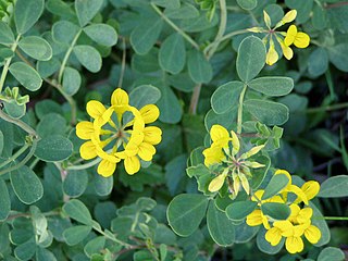 Die Kronwicken (Coronilla) bil