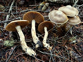 Brown mushrooms on the forest floor