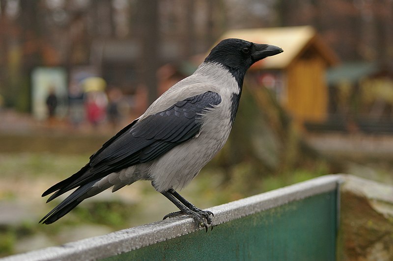 File:Corvus cornix -Berlin, Germany-8.jpg