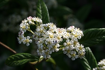 Corymb Cotoneaster-salicifolius-flowers.jpg