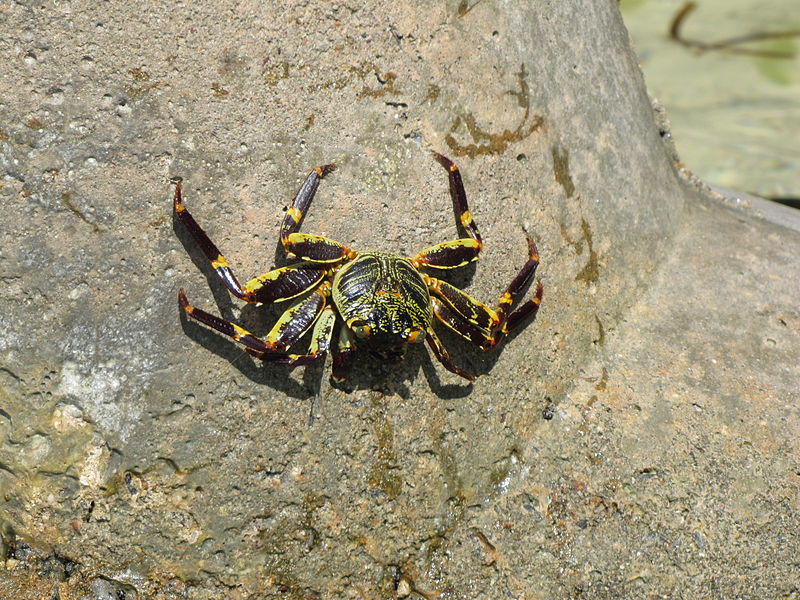 File:Crab in Kalpeni.jpg