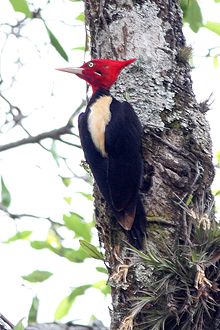 Cream-backed Woodpecker (Campephilus leucopogon) (8077580069).jpg