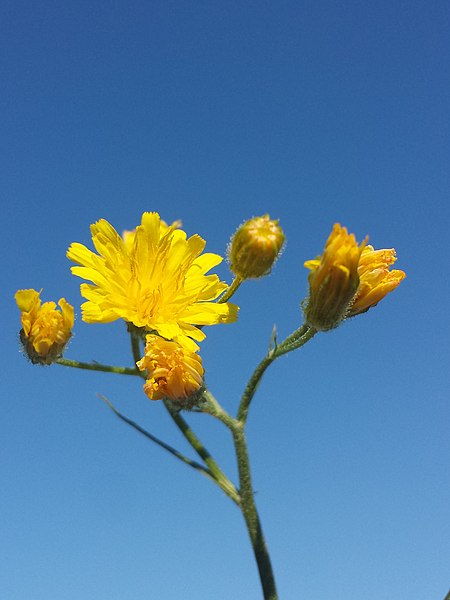 File:Crepis capillaris sl24.jpg