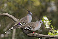 Crested Pigeon (Ocyphaps lophotes) (21055765503).jpg