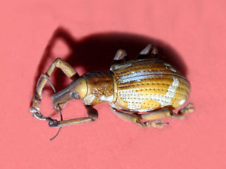 <i>Rhinoscapha tricolor</i> Species of beetle