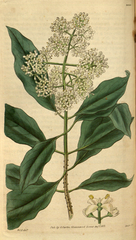 plate 3089 Olea undulata Wavy-leaved fragrant Cape Olive