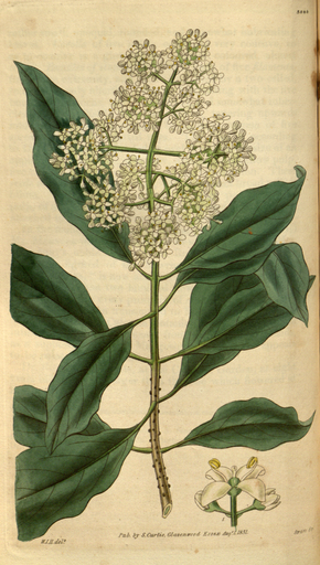 Bildebeskrivelse Curtis's Botanical Magazine, Plate 3089 (Volume 58, 1831) .png.
