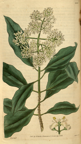 File:Curtis's Botanical Magazine, Plate 3089 (Volume 58, 1831).png