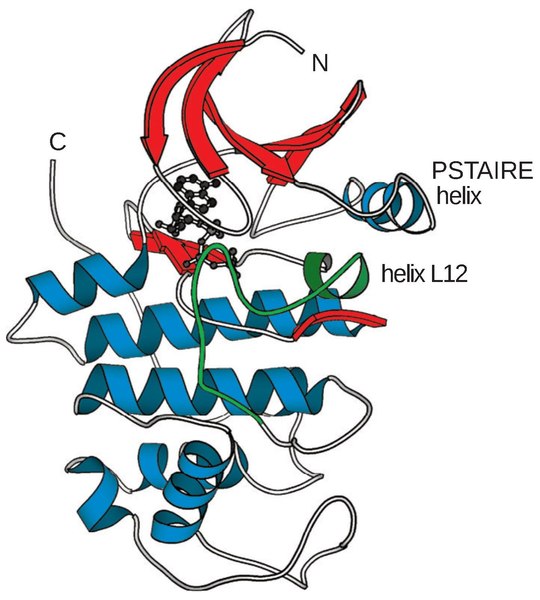 File:Cyclin-dependent kinase structure.pdf