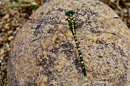 Cyclogomphus heterostylus Selys, 1854 Female.jpg