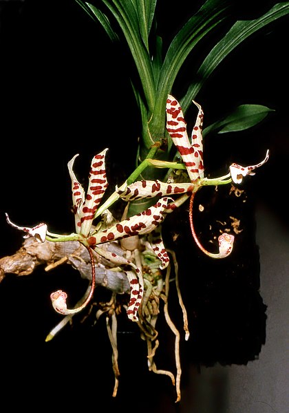 File:Cycnoches pentadactylon Orchi 003.jpg