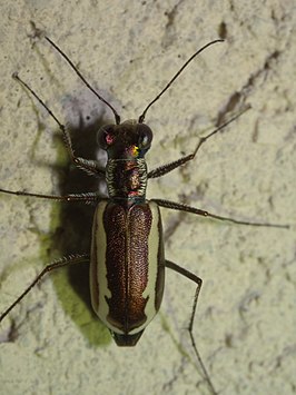 Cylindera lemniscata