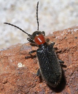 <i>Cymatoderella collaris</i> Species of beetle