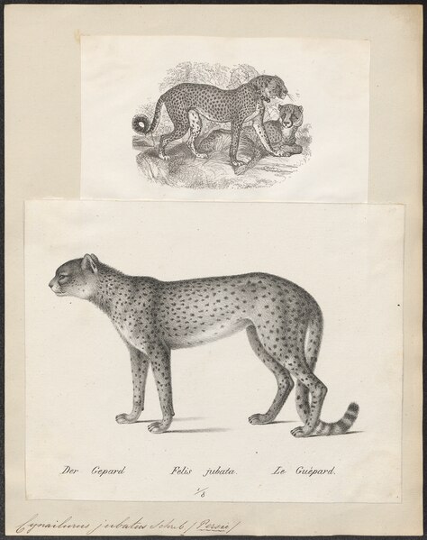 File:Cynailurus jubatus - 1700-1880 - Print - Iconographia Zoologica - Special Collections University of Amsterdam - UBA01 IZ22100149.tif