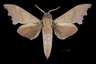<i>Cypa</i> Genus of moths