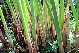 Cyperus Papyrus: Nomenclature et étymologie, Description, Distribution et habitat