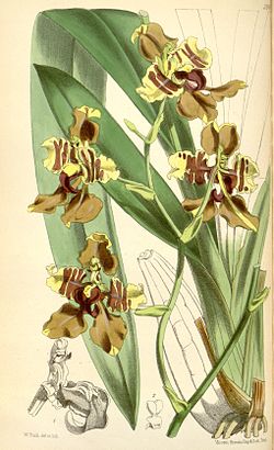 Cyrtochilum halteratum (as Oncidium superbiernes) - Curtis' 98 (Ser. 
 3 no. 
 28) pl. 
 5980 (1872). 
 jpg