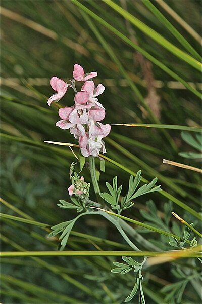 File:Cysticapnos pruinosa (Fumariaceae) (6786085518).jpg