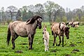 * Nomeação Dülmen wild horses at the wild horse track (nature reserve “Wildpferdebahn im Merfelder Bruch”, COE-004) in Merfeld, Dülmen, North Rhine-Westphalia, Germany --XRay 04:17, 9 May 2024 (UTC) * Promoção  Support Good quality.--Tournasol7 04:23, 9 May 2024 (UTC)