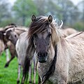 * Nomination Dülmen wild horses at the wild horse track (nature reserve “Wildpferdebahn im Merfelder Bruch”, COE-004) in Merfeld, Dülmen, North Rhine-Westphalia, Germany --XRay 03:42, 13 May 2024 (UTC) * Promotion  Support Good quality. --Johann Jaritz 03:56, 13 May 2024 (UTC)