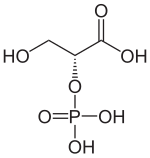 Strukturformel von D-2-Phosphoglycerinsäure