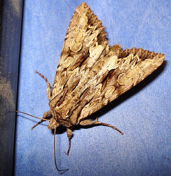File:DSC07343 British Moths.jpg