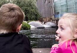 Penguin exhibit