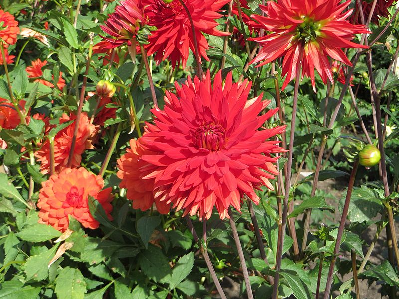 File:Dahlia 'Korsarz' 02.JPG