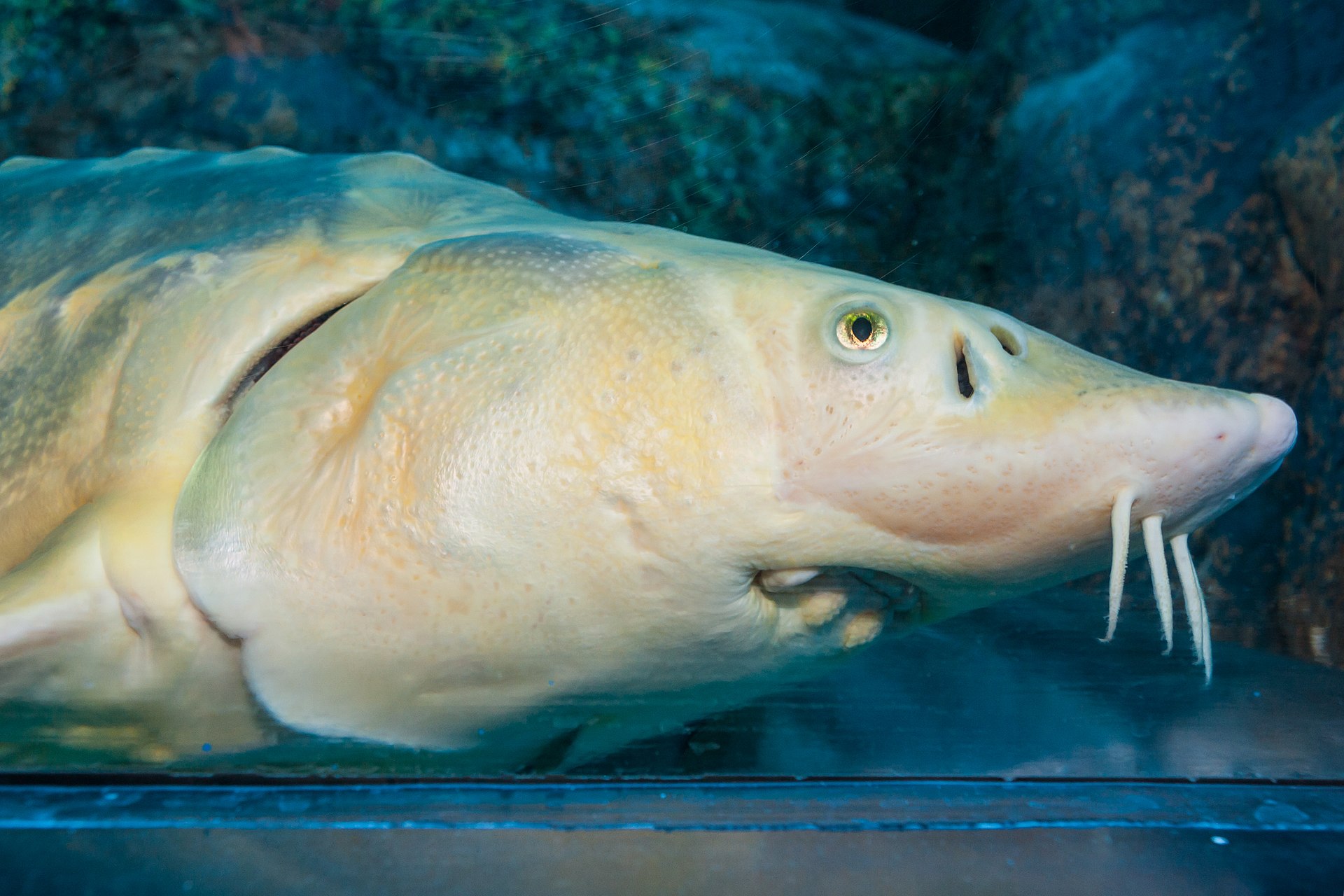 Chinese sturgeon - Wikipedia1919 x 1280