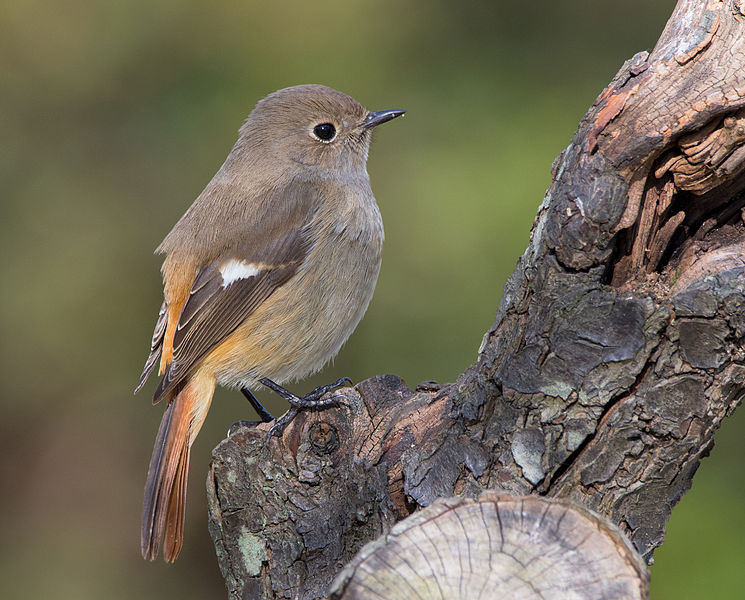 File:Daurian redstart (female) in Sakai, Osaka, February 2016 III.jpg