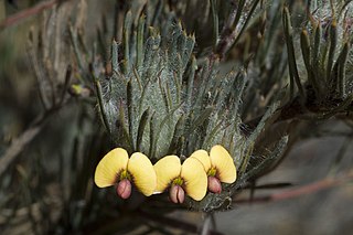 <i>Daviesia croniniana</i> Species of flowering plant