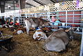 Delaware State Fair - 2012 (7702262166).jpg