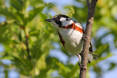 Setophaga pensylvanica (Chestnut-sided Warbler)