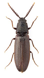 <i>Denticollis</i> Genus of beetles