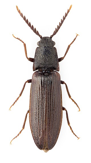 <i>Denticollis</i> Genus of beetles