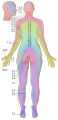 Dermatomes labeled, female back 3d-shaded