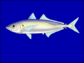 Ikan layang, Decapterus russelli