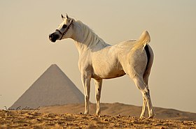 Yegua árabe gris en Egipto, frente a una de las pirámides de Giza.