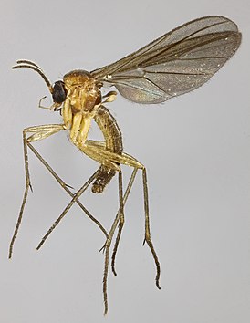 Diadocidiidae