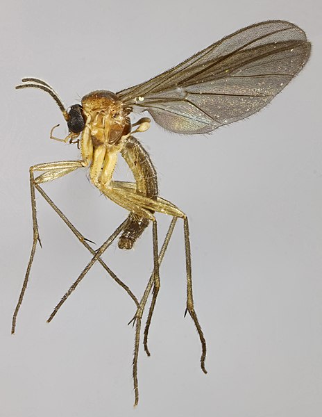 File:Diadocidia ferruginosa, Trawscoed, North Wales, June 2014 (17155733760).jpg