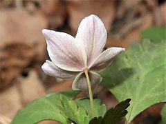 花弁状の萼片の背面は紫色をおびる。