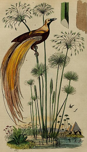 Drawing of a greater bird of paradise and the papyrus plant