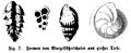 Die Gartenlaube (1865) b 711 1.jpg Fig. 7. Formen von Wurzelfüßerschalen aus großer Tiefe.