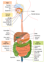 İnsan sindirim sistemi için küçük resim
