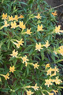 <i>Diplacus longiflorus</i> Species of flowering plant