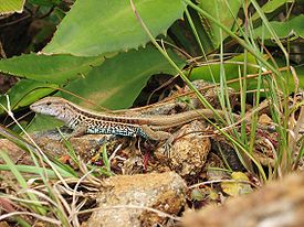 Ameiva gigante o norteamericana (Ameiva ameiva)