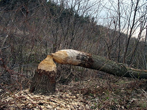 Бобры валят деревья. Дерево поваленное бобром.