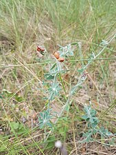 Dorycnium hirsutum (Bonjeanie hirsute)