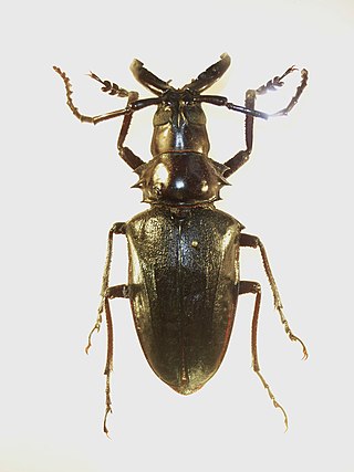 <i>Dorysthenes walkeri</i> Species of beetle