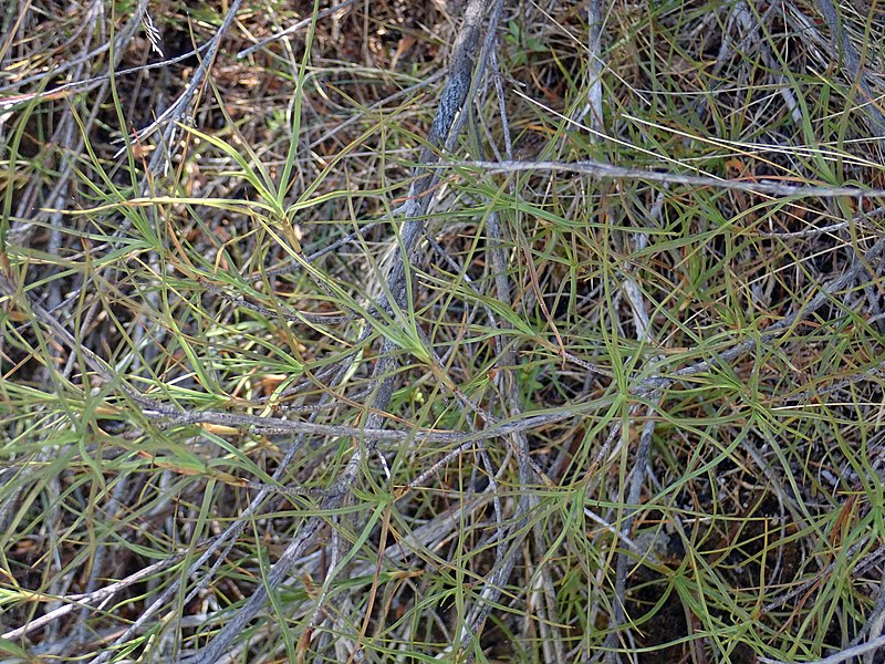 File:Dracophyllum ophioliticum leaves and stems.jpg